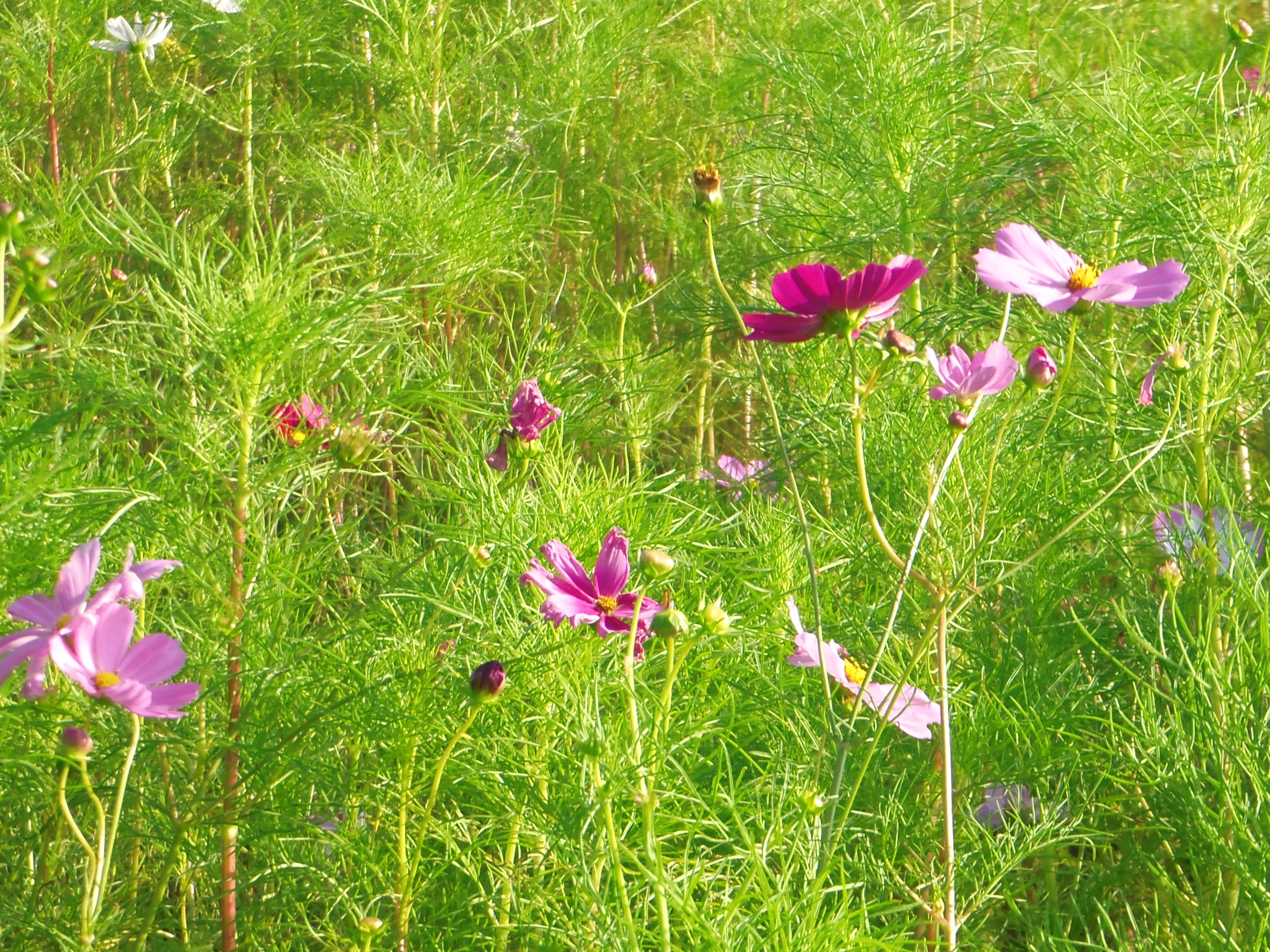 印西市の花?