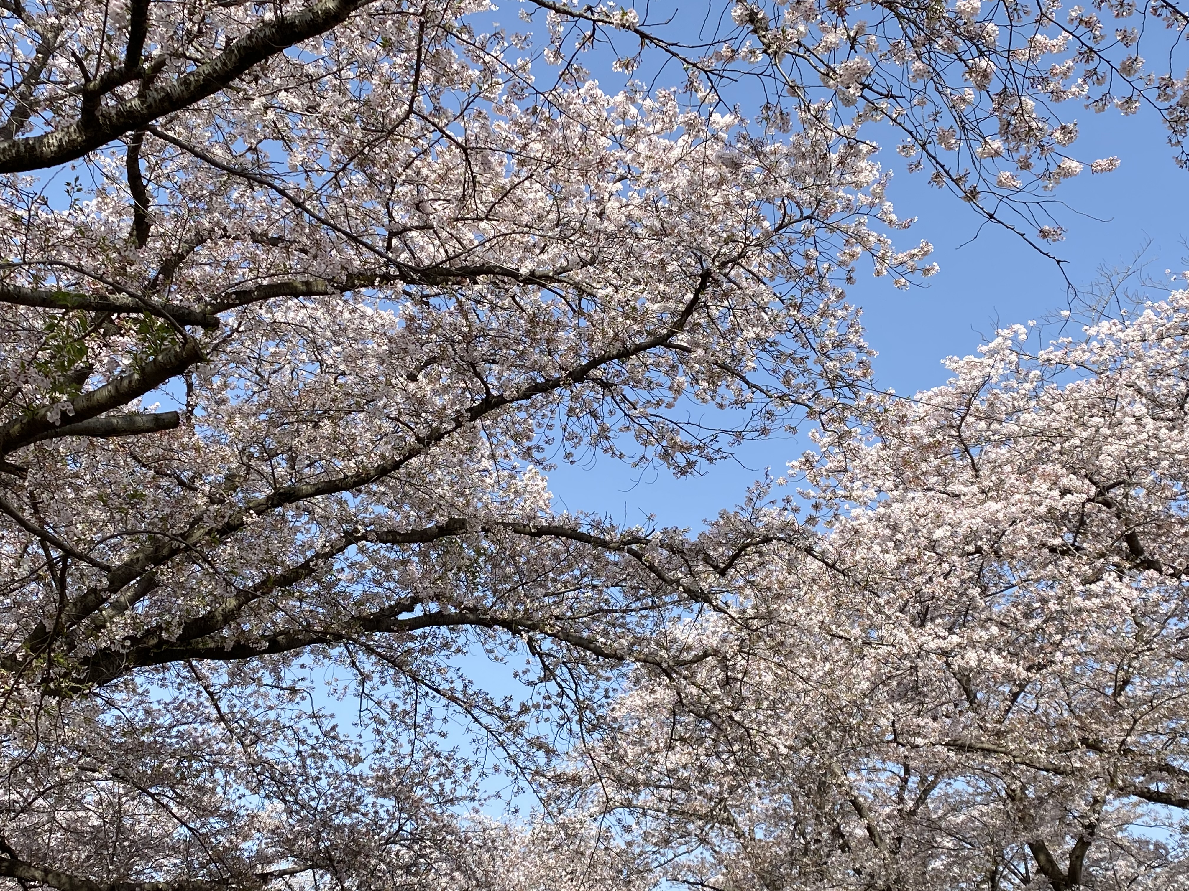 ♪お花見♪