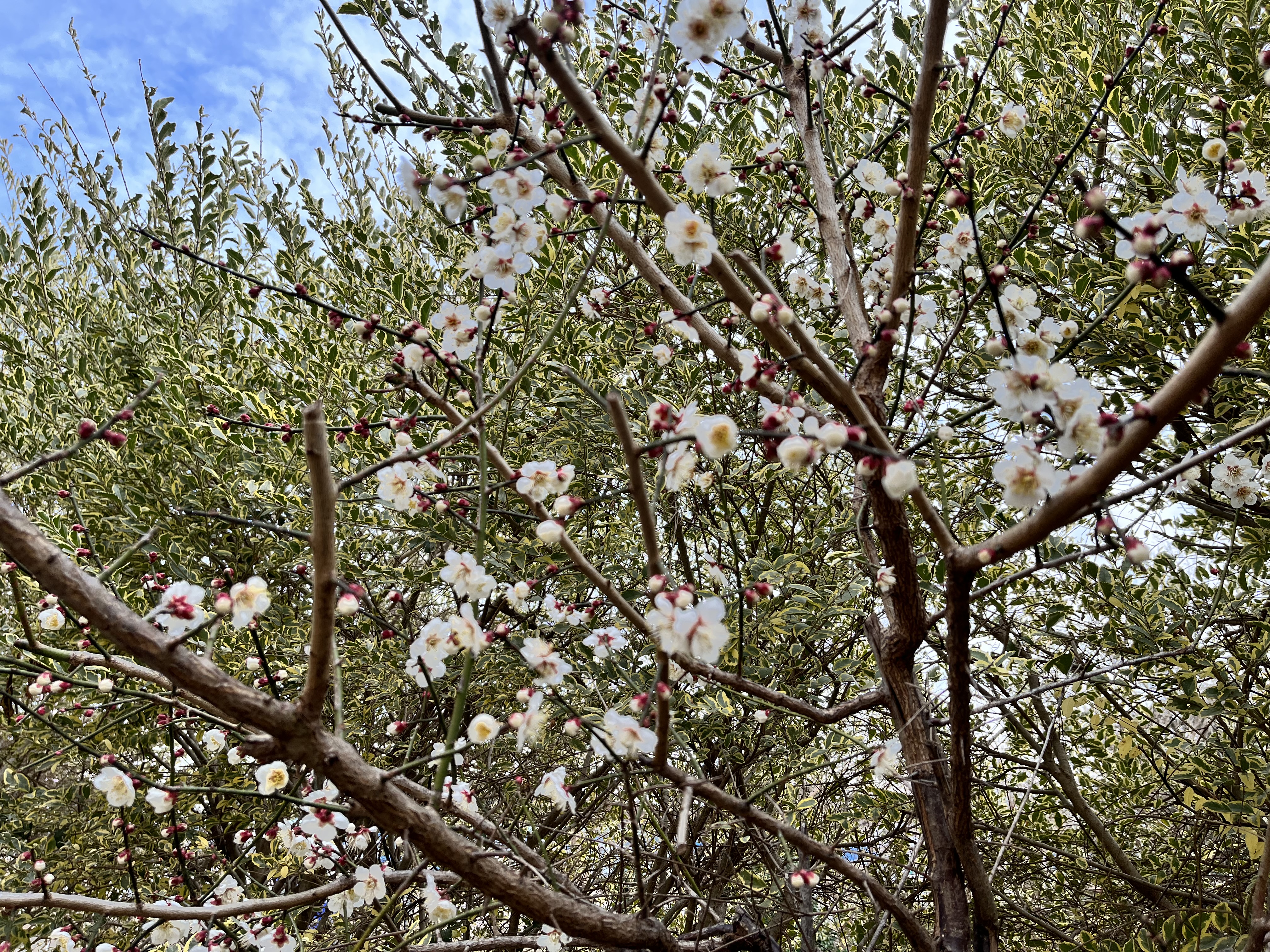 ?梅の花?